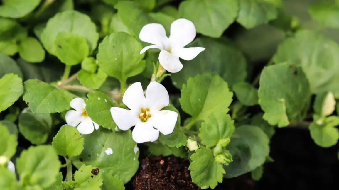 Brahmi (Bacopa monnieri) as a medhya rasayana: Implications for stress resilience and cognitive health